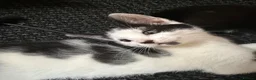 Mixed Breed cats for sale: 2 playful beautiful girls looking for new homes  - Advert 4