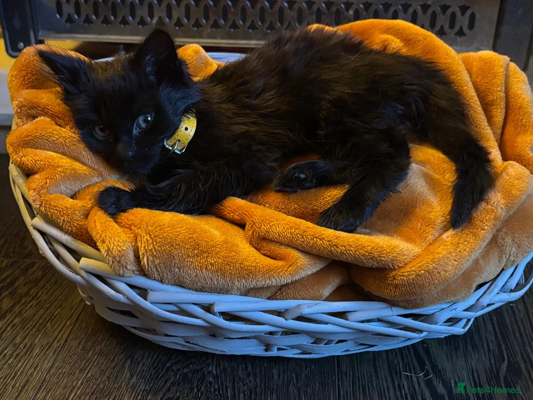 Mixed Breed cats for sale: Beautiful super fluffy mixed breed kittens - Advert 30