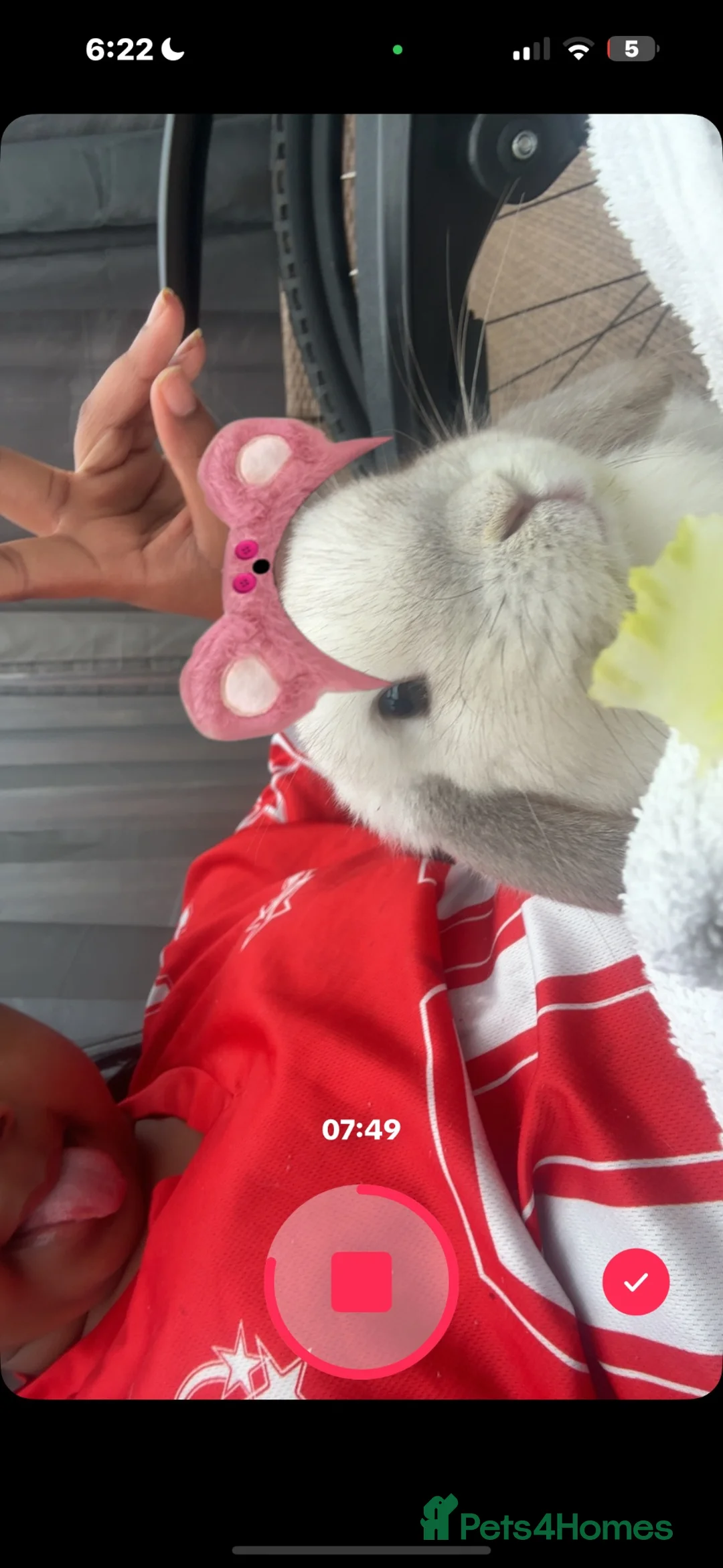 Mixed Breed rodents for sale: Mini lop in Tipton - Advert 2