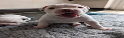 American Bulldog dogs for sale: American bulldog puppies - Advert 19