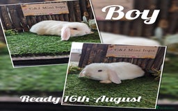 Mini Lop rabbits for sale: Mini lop kits  - Image 2