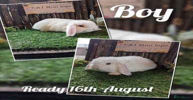 Mini Lop rabbits - Advert 1