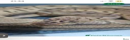 Python Snake reptiles for sale: Ball pythons  - Advert 4