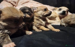 Chihuahua dogs for sale: Chihuahua pups  - Image 7