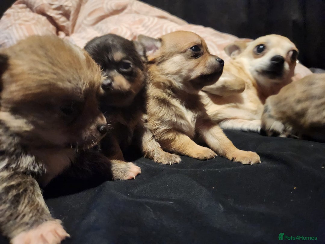 Chihuahua dogs for sale: Chihuahua pups  - Image 7