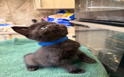 British Shorthair cats for sale: BRITISH BLUE X KITTENS - Image 5