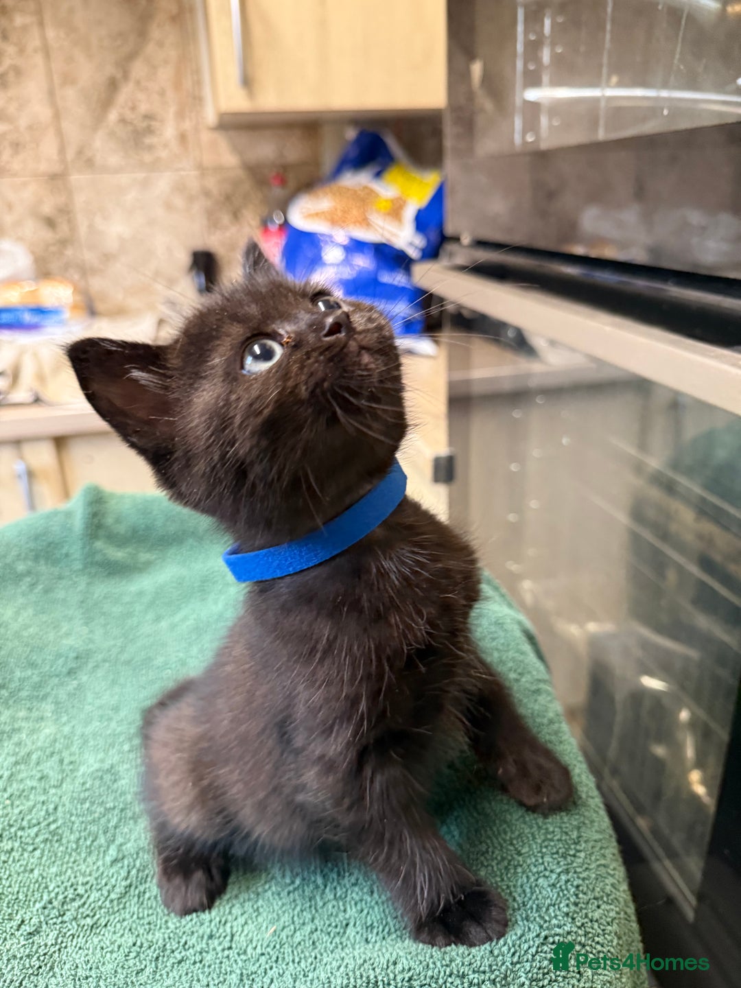 British Shorthair cats for sale: BRITISH BLUE X KITTENS - Image 5