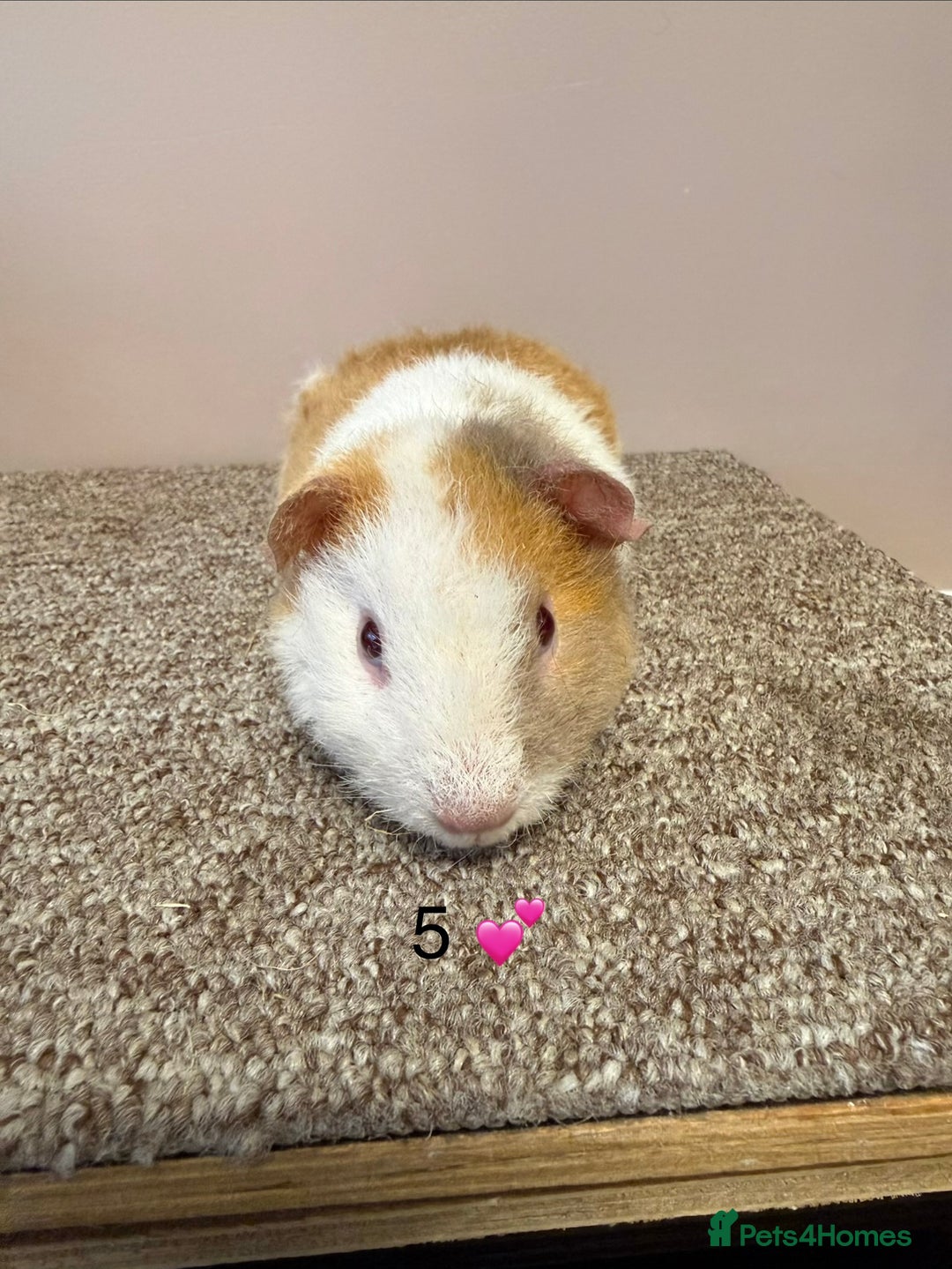 Guinea Pig rodents for sale: Rex & Teddy sows - Advert 10