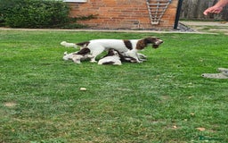 Sprocker dogs for sale: Sprocker puppies  - Image 9