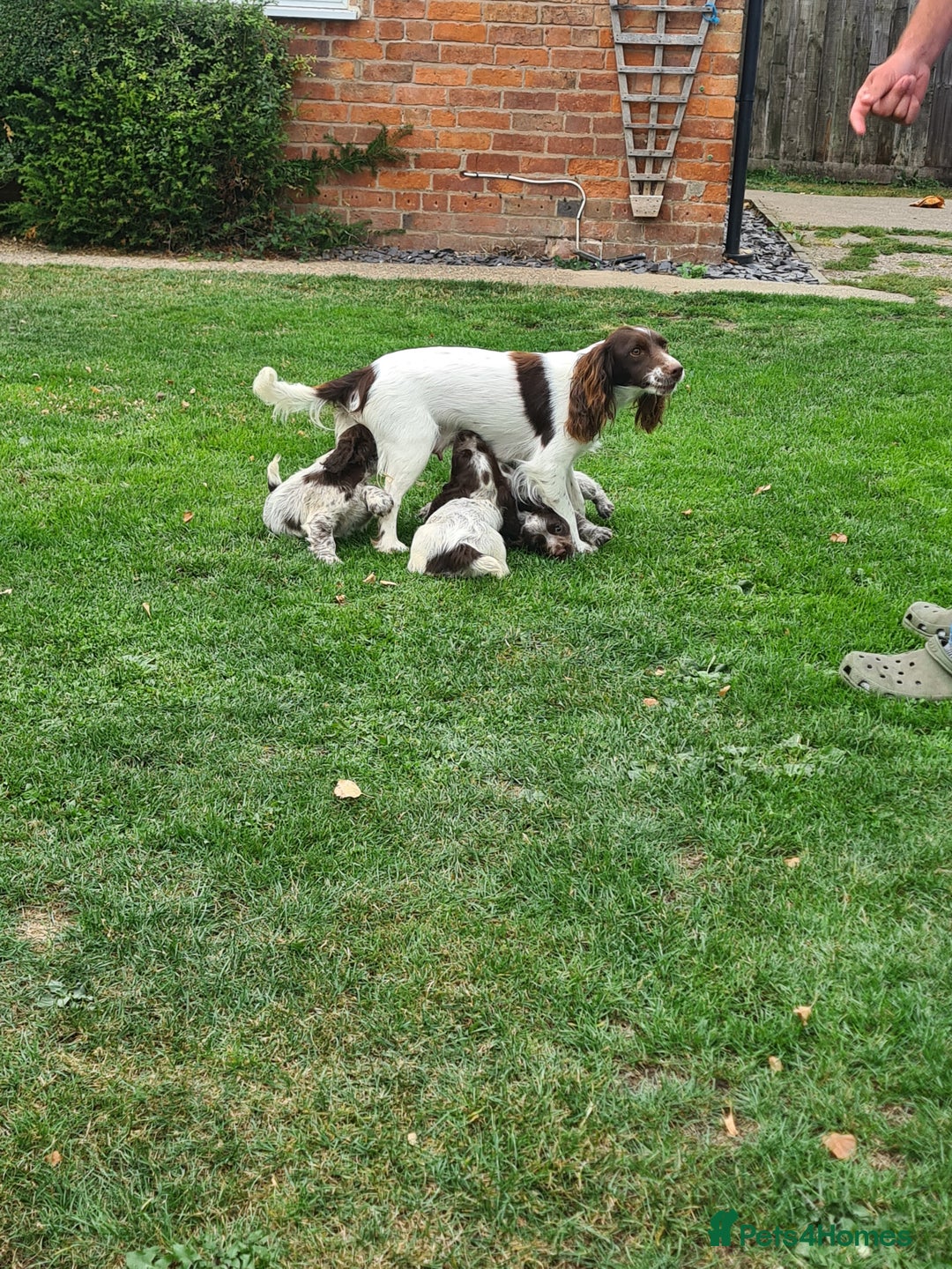Sprocker dogs for sale: Sprocker puppies  - Image 9