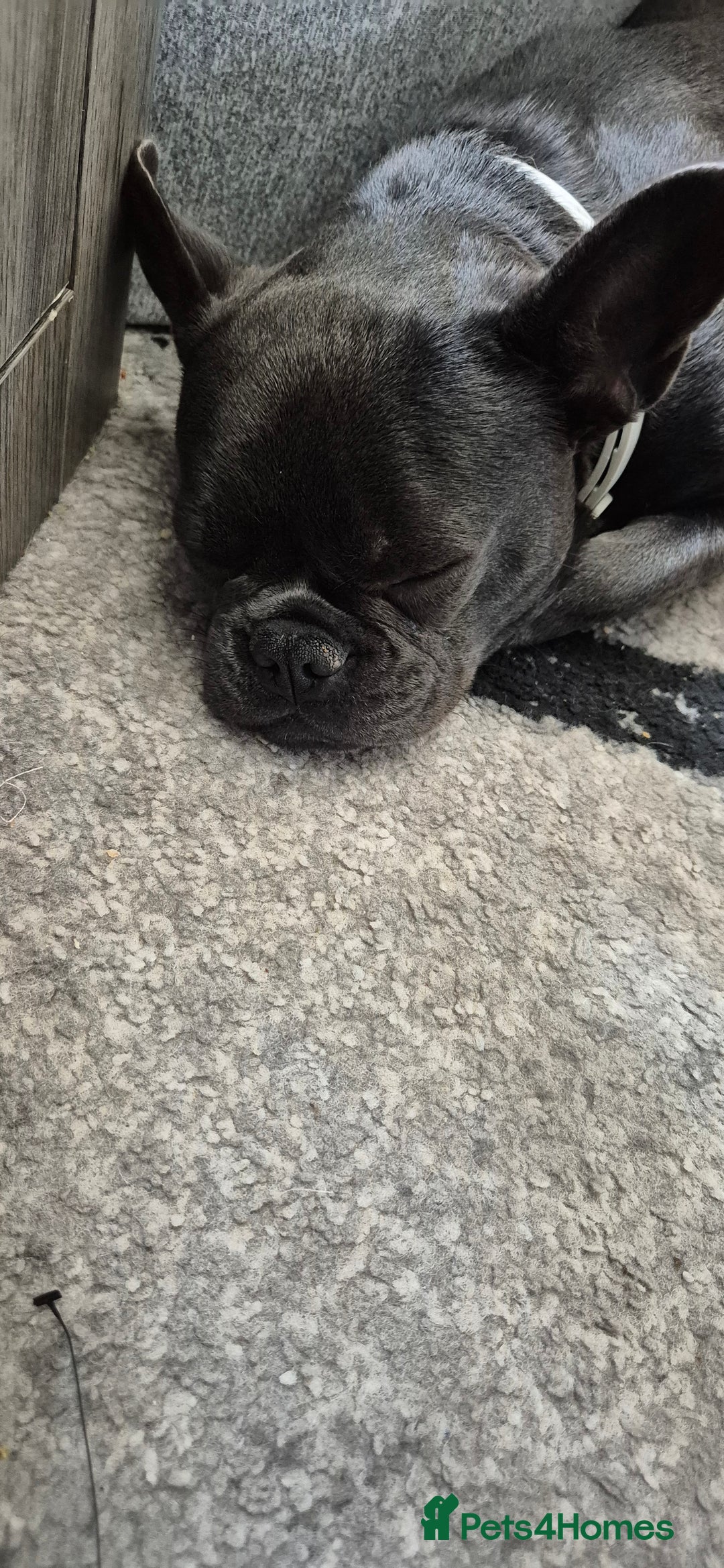 French Bulldog dogs for sale: 8 month old blue French bulldog  - Image 4