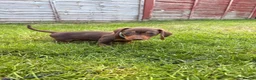 Miniature Dachshund dogs for sale: Beautiful Min Dachshund pups ⭐️READY NOW!⭐️ - Advert 3