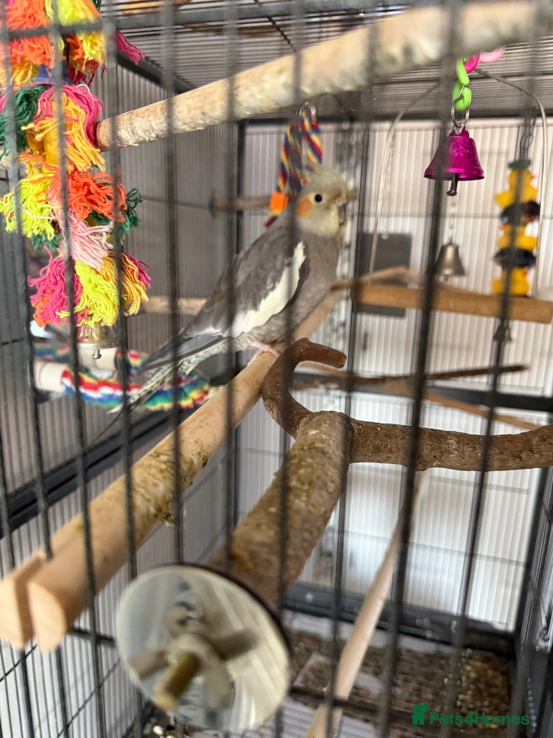 Cockatiels birds for sale: Re homing my tame female cocktail Indie  - Advert 2