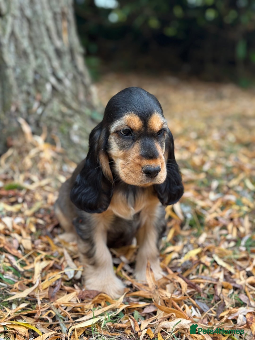 Cocker Spaniel dogs for sale: TRUE SHOW TYPE HEALTH TESTED SHOW TYPE  - Image 3