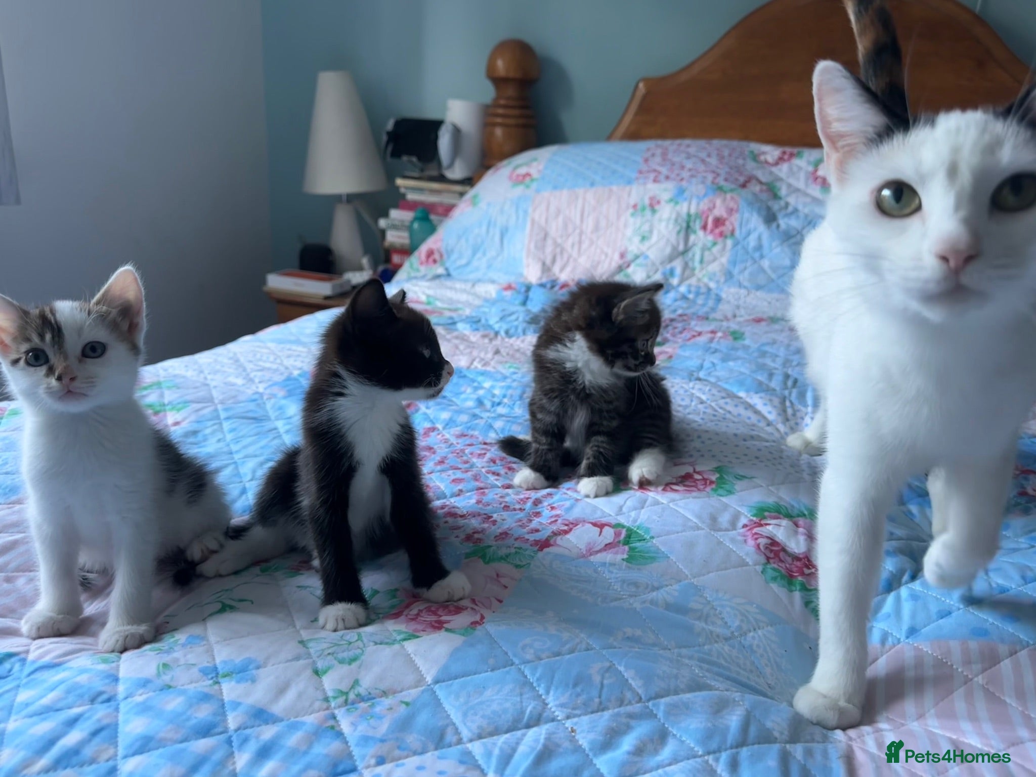 Mixed Breed cats 3 adorable male kittens for sale - Advert 1