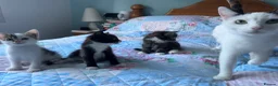 Mixed Breed cats for sale: 3 adorable male kittens for sale - Advert 1