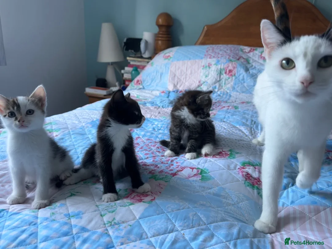 Mixed Breed cats for sale: 3 adorable male kittens for sale - Advert 1
