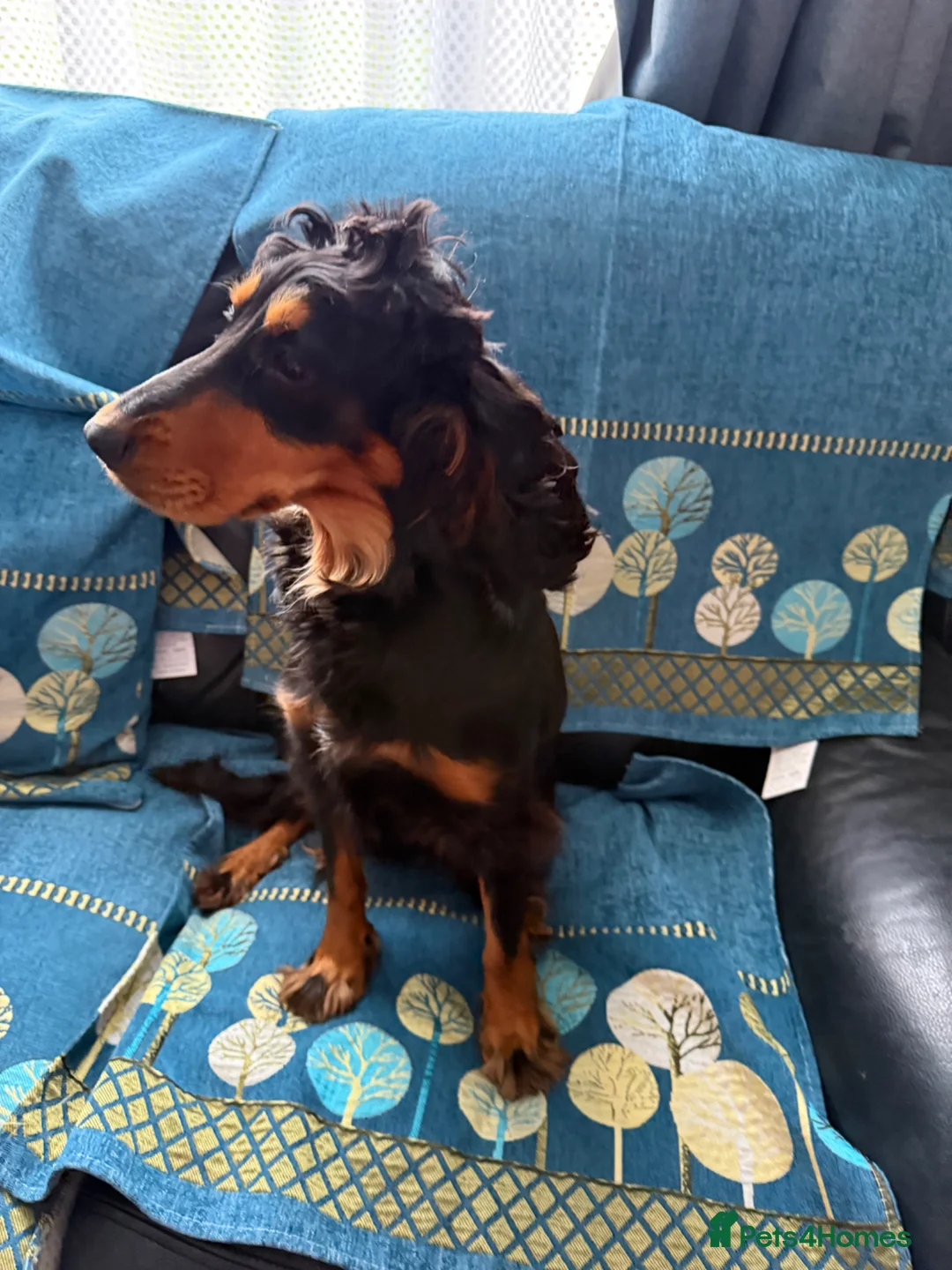 Cocker Spaniel dogs for sale: Spaniel 18 month juvenile  in Southampton - Advert 1