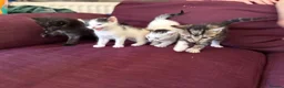 Mixed Breed cats for sale: 12 kittens available - Advert 19