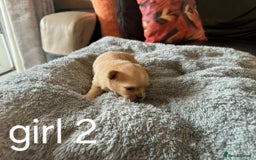 Chihuahua dogs for sale: Chihuahua long coat puppies 2 girls and 1 boy - Image 10
