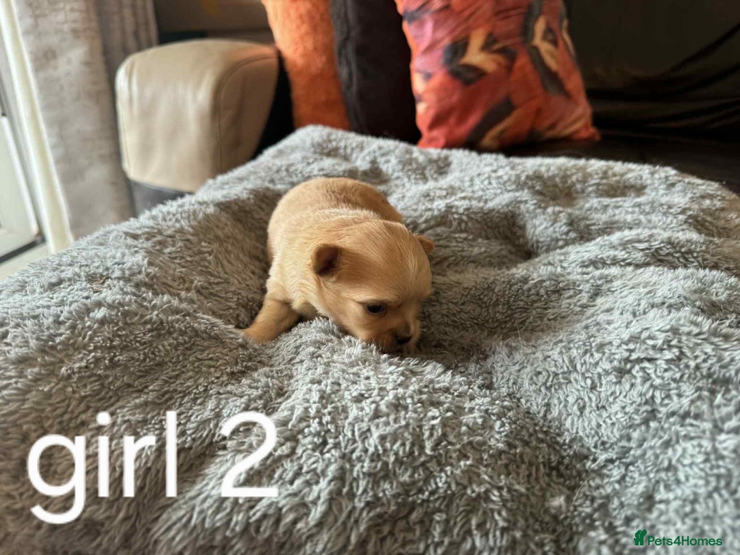 Chihuahua dogs for sale: Chihuahua long coat puppies 2 girls and 1 boy - Image 10
