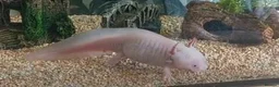 Axolotl reptiles for sale: Beautiful Axolotl for sale  in Birmingham - Advert 4