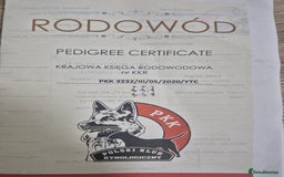 Biewer Terrier dogs for sale: Yorkshire Biewier terrier  - Advert 27