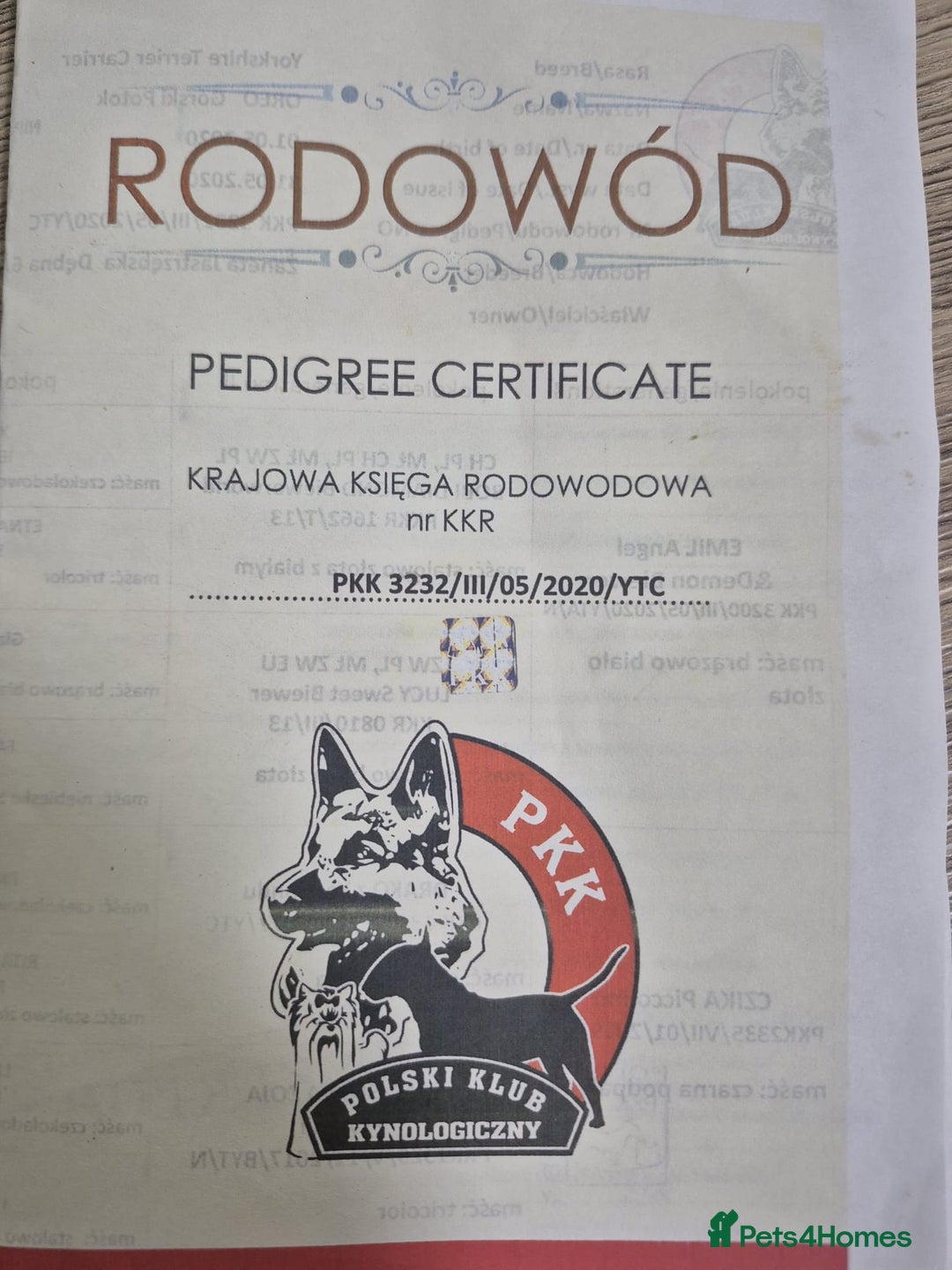 Biewer Terrier dogs for sale: Yorkshire Biewier terrier  - Advert 27