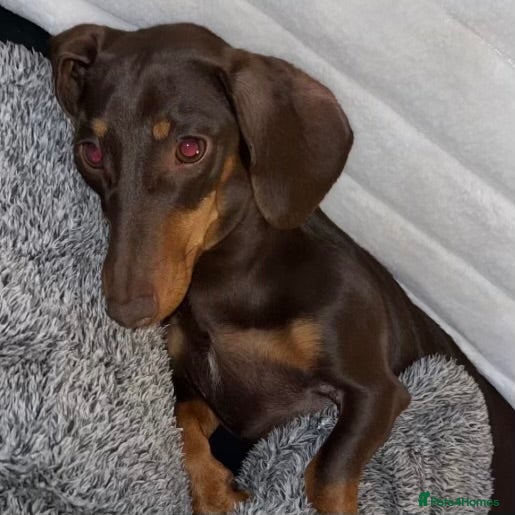 Miniature Dachshund dogs 6 miniature dashhound a puppies for sale in Doncaster - Advert 7