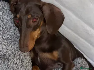 Miniature Dachshund dogs 6 miniature dashhound a puppies for sale in Doncaster - Advert 7