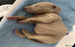 Weimaraner dogs for sale: Exceptional litter of Weimaraner puppies  - Image 20