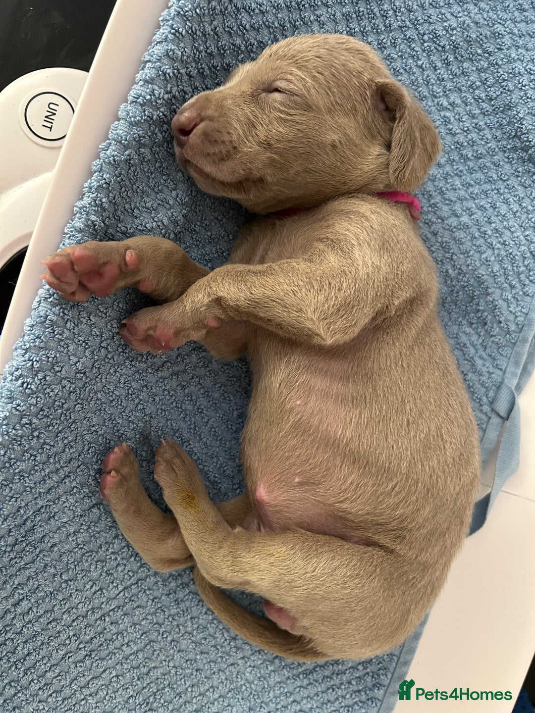 Weimaraner dogs for sale: Exceptional litter of Weimaraner puppies  - Image 20