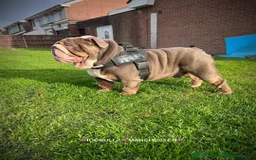 English Bulldog dogs for sale: Beautiful English bulldog puppies ***10/10DNA - Image 3