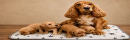 Cocker Spaniel dogs for sale: Show type/ parents DNA tested Cocker Spaniel pups! - Advert 2