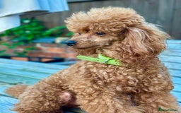 Toy Poodle dogs for stud: PROVEN TOY POODLE KC REG FULL DNA TESTED STUD - Image 2