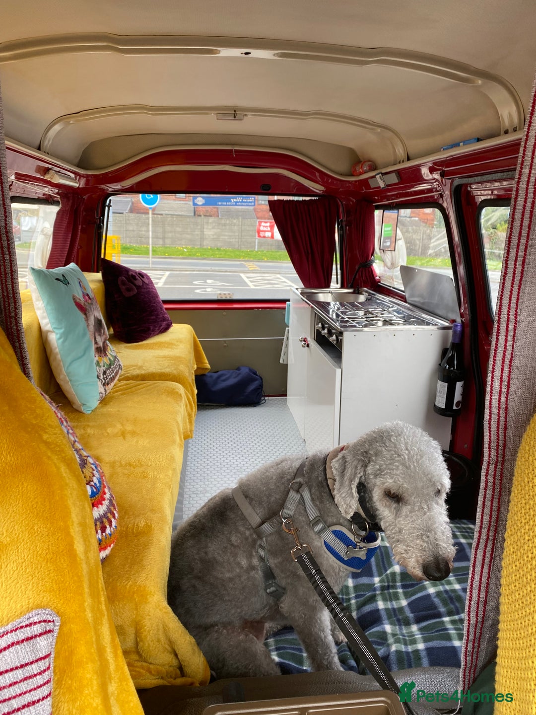 Mixed Breed dogs for sale: Beautiful Bedlington/Greyhound Cross  - Advert 20