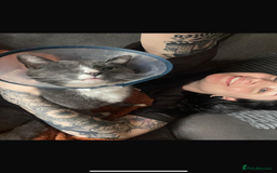 Domestic Shorthair cats for sale: Affectionate Cat Seeks Outdoor Home - Image 5