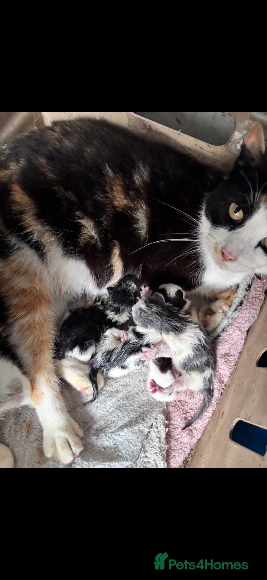 Mixed Breed cats Beautiful litter of kittens - Advert 4