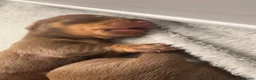 Miniature Dachshund dogs for sale: Choc n tan miniature dachshunds  - Advert 8