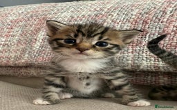 Siberian cats for sale: Five fluffy kittens  - Image 13