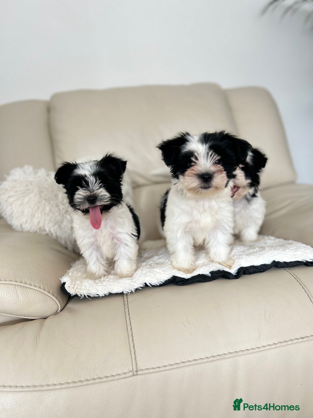 Biewer Terrier dogs for sale: ✨ Beautiful Biewer x Biro Terrier Puppies✨   - Image 5