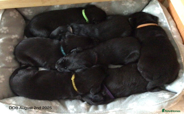 Labrador Retriever dogs - Advert 6