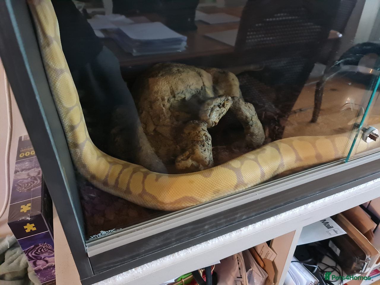 Snake reptiles Royal Pythons, Boa, Olive python Hoggies, Tortoise - Advert 2