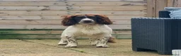 Sprocker dogs for sale: F1 Sprocker Spaniel  - Advert 6