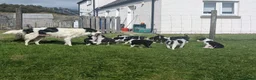 Border Collie dogs for sale: Gorgeous Border Collie puppies  - Advert 12