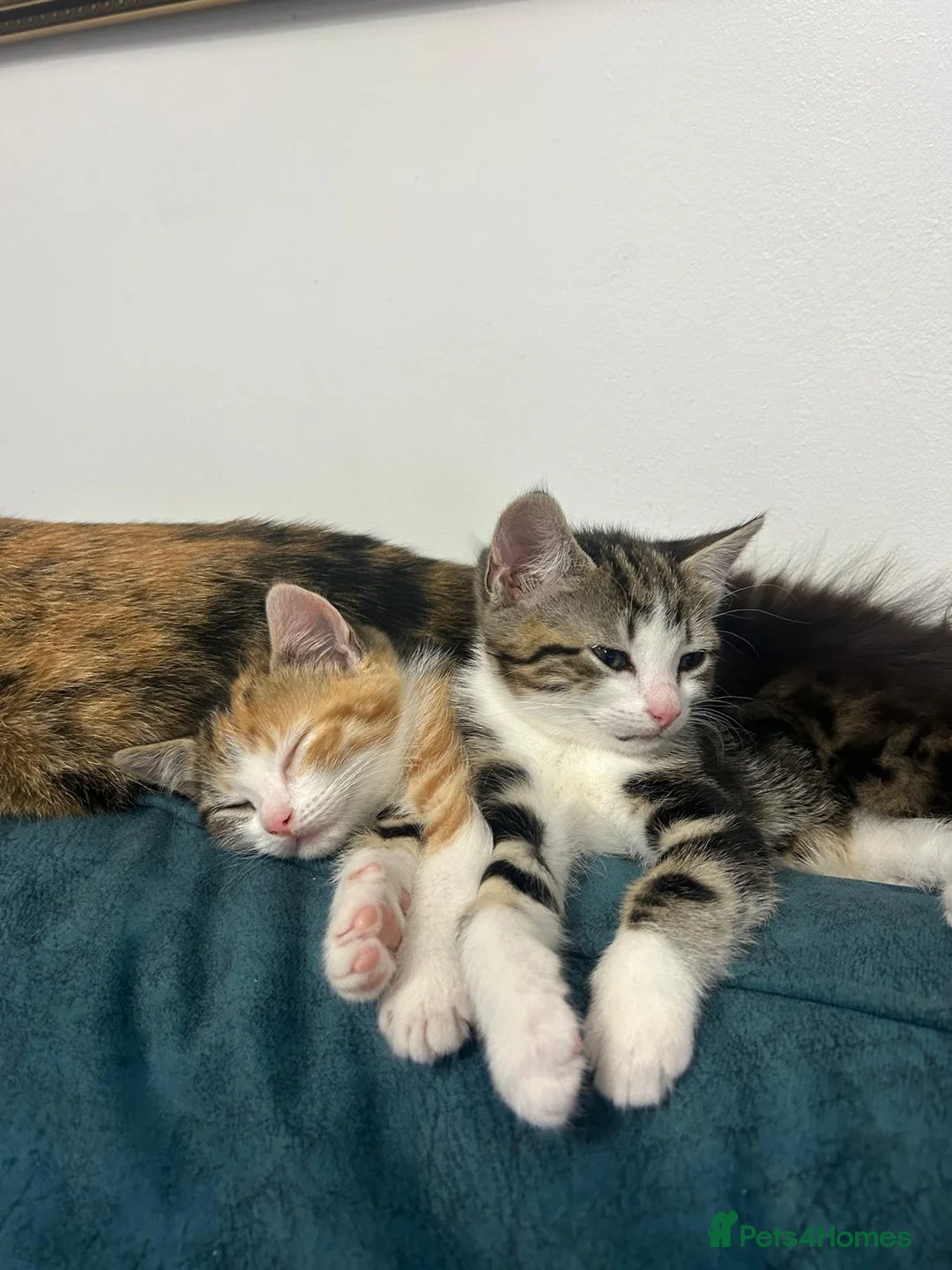 Mixed Breed cats for sale: Stripped British Shorthair & longhair kittens - Advert 5