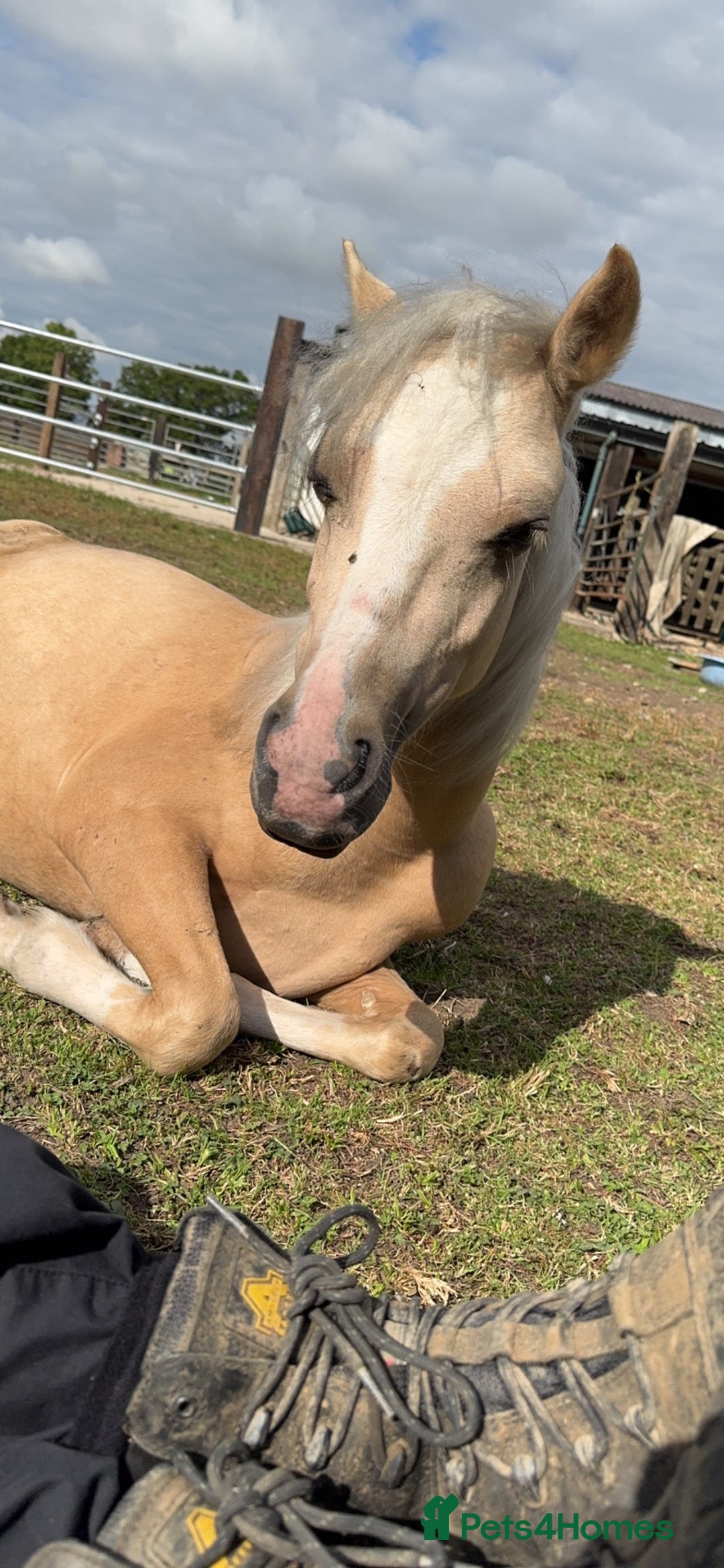 Welsh Section A horses for sale: Welsh pony - Image 4