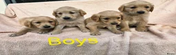 Golden Retriever dogs for sale: Extensively Health Tested Kc Reg Pups in Doncaster - Advert 30