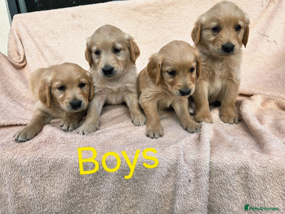 Golden Retriever dogs for sale: Extensively Health Tested Kc Reg Pups in Doncaster - Advert 30