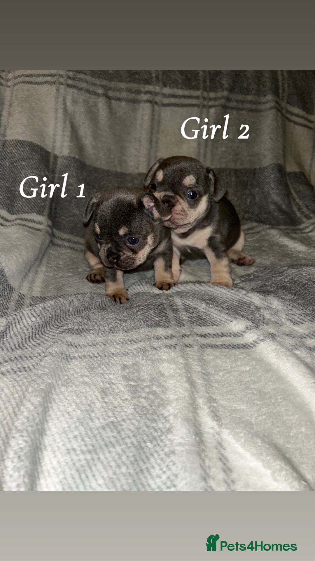 French Bulldog dogs for sale: 2 gorgeous lilac and tan french bulldogs  - Advert 4